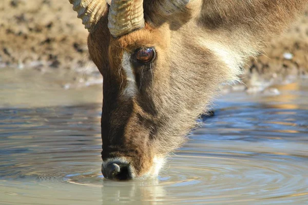 Agua Potable Waterbuck Fondo Africano Vida Silvestre — Foto de Stock