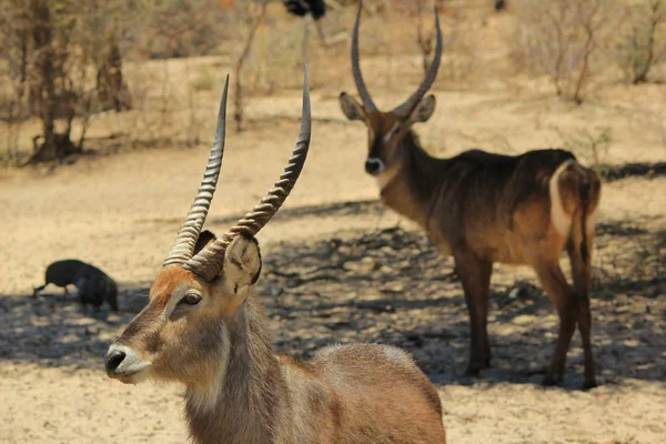 Waterbucks Afrikai Wildlife Háttér — Stock Fotó