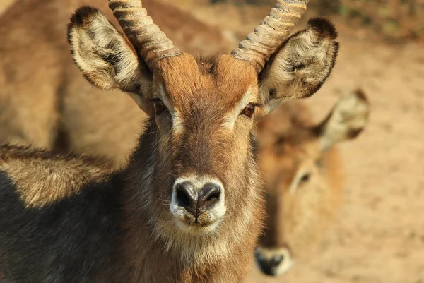 Waterbuck Africké Pozadí Divoké Zvěře — Stock fotografie