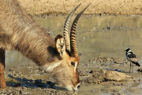 Agua Potable Waterbuck Fondo Africano Vida Silvestre —  Fotos de Stock