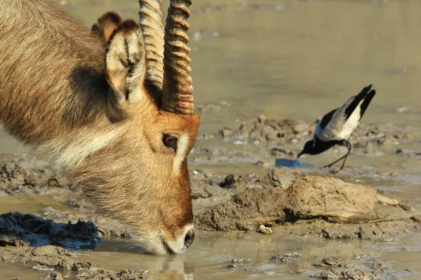 Waterbuck Dricksvatten Afrikansk Djurlivs Bakgrund — Stockfoto