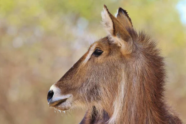 Waterbuck Africké Pozadí Divoké Zvěře — Stock fotografie