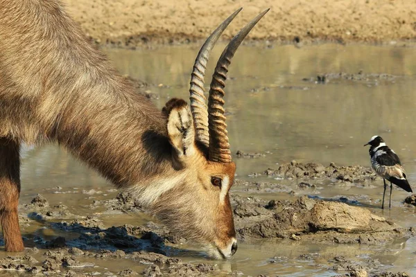 Waterbuck Fondo Africano Vida Silvestre —  Fotos de Stock