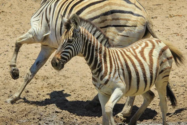 Cebras Las Tierras Salvajes Namibia Suroeste África Con Icónicas Rayas —  Fotos de Stock