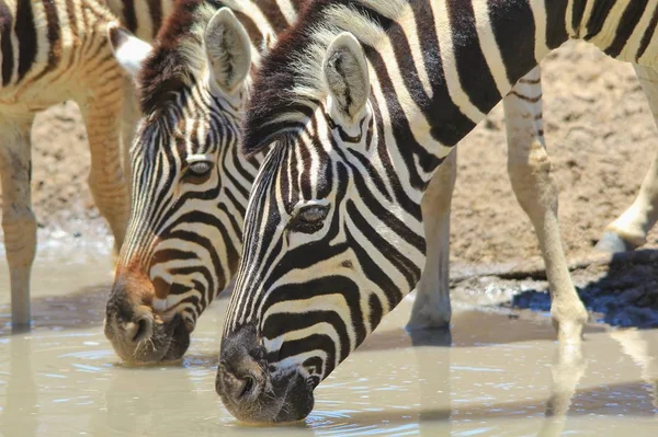 Zebras Fundo Vida Selvagem Africana Reflexões Cores Natureza — Fotografia de Stock