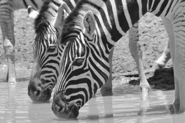 Zebras Afrikanische Tierwelt Hintergrund Reflexionen Und Farben Der Natur — Stockfoto