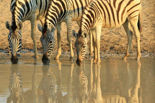 Zebras African Wildlife Background Reflections Colors Nature — 스톡 사진