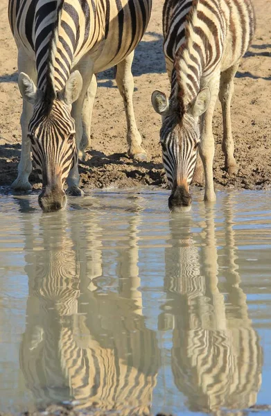 Зебры Африканская Дикая Природа Размышления Цвета Природе — стоковое фото