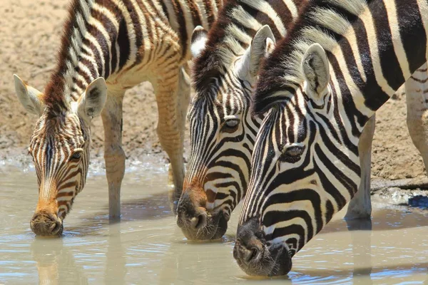 Зебры Африканская Дикая Природа Размышления Цвета Природе — стоковое фото