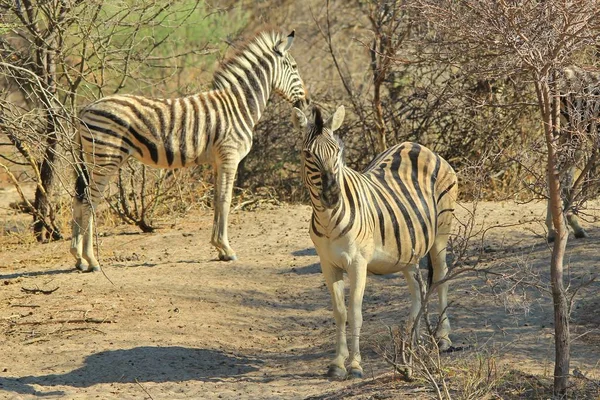 Zebras Selva Namíbia Sudoeste África Com Listras Icônicas Preto Branco — Fotografia de Stock