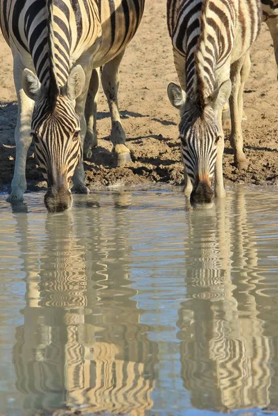 Zebralar Afrika Vahşi Yaşam Arkaplanı Doğadaki Yansımalar Renkler — Stok fotoğraf