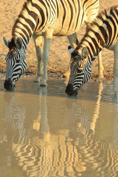 Des Zèbres African Wildlife Background Réflexions Couleurs Dans Nature — Photo