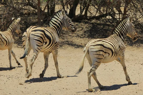 Zebras Der Wildnis Von Namibia Südwestafrika Mit Ikonischen Schwarzen Und — Stockfoto