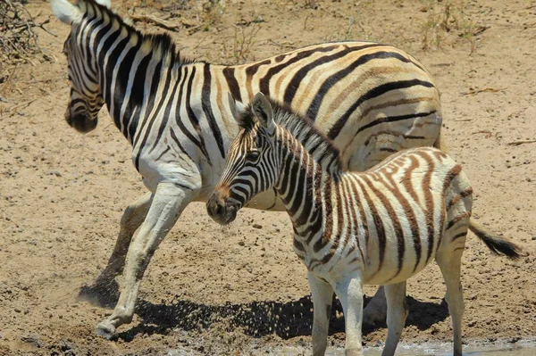 アフリカ南西部ナミビアの野生のシマウマ 象徴的な黒と白のストライプで この動物は自然の芸術的な傑作です ユニークなパターンは 個人を区別します — ストック写真