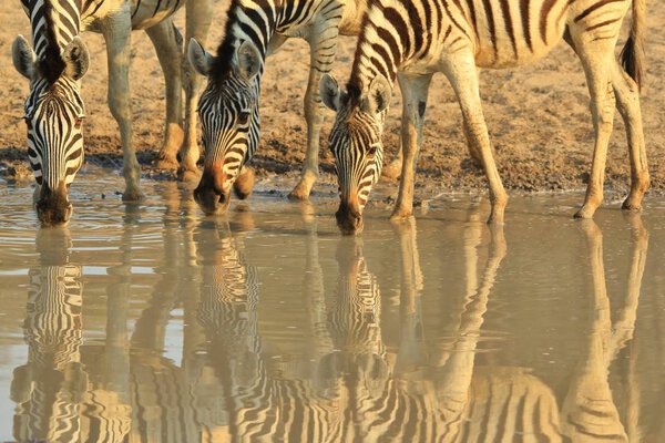 Zebras. African Wildlife Background. Reflections and Colors in Nature