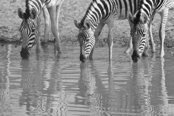 Zebras Selva Namíbia Sudoeste África Com Listras Icônicas Preto Branco — Fotografia de Stock