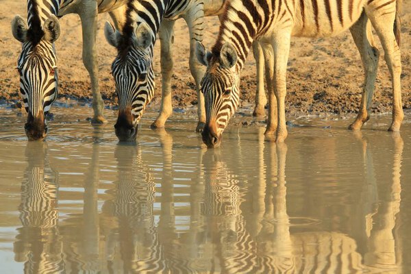 Zebras. African Wildlife Background. Reflections and Colors in Nature