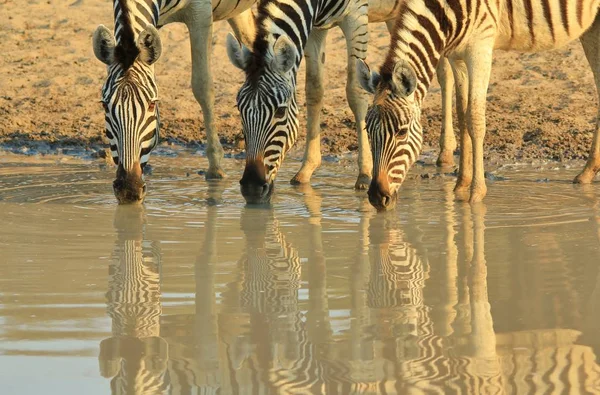 Zebras Fundo Vida Selvagem Africana Reflexões Cores Natureza — Fotografia de Stock