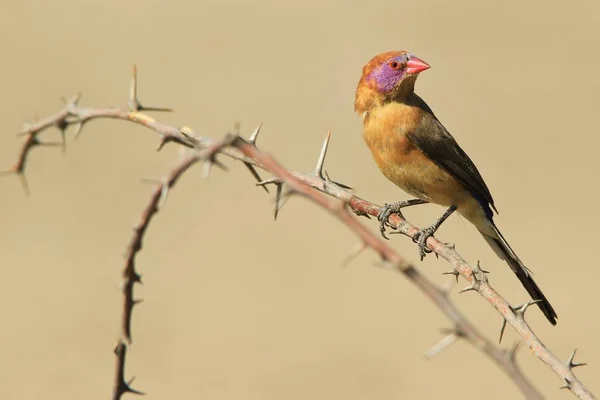 Lilásfülű Asztrild Afrikai Vadon Élő Bird Háttér Éles Szépség Természetben — Stock Fotó