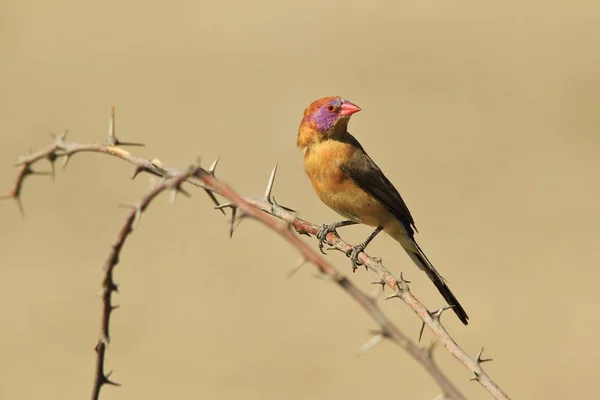 Lilásfülű Asztrild Afrikai Vadon Élő Bird Háttér Éles Szépség Természetben — Stock Fotó