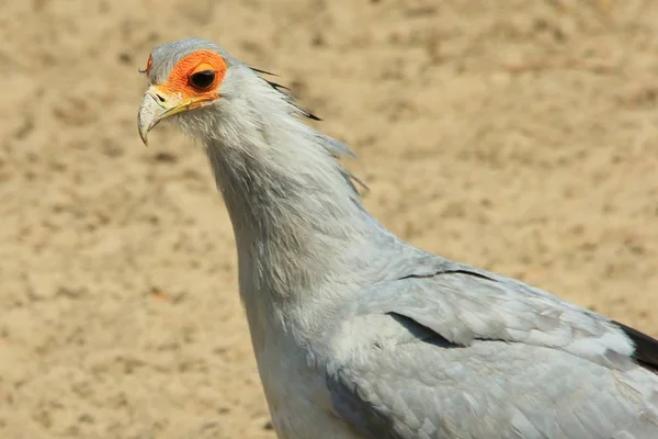 Secretario Bird Fondo Africano Aves Silvestres Raptor Belleza Gris — Foto de Stock