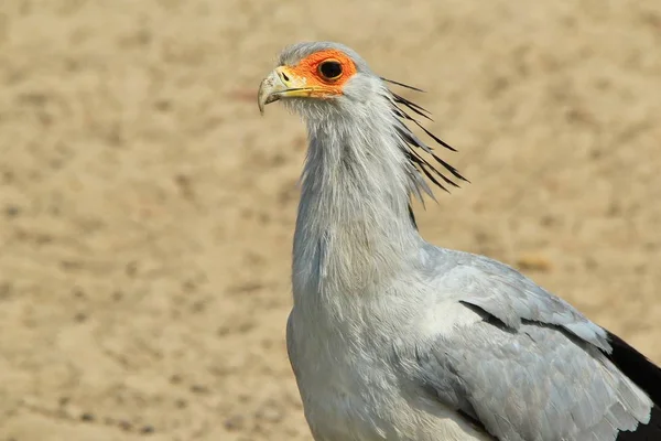 Secretarisvogel Afrikaanse Wilde Vogel Achtergrond Raptor Van Grijze Schoonheid — Stockfoto