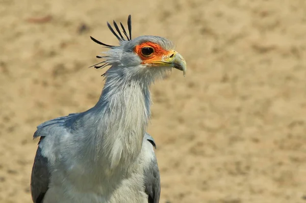 Secretário Bird Fundo Pássaros Selvagens Africanos Raptor Beleza Cinza — Fotografia de Stock
