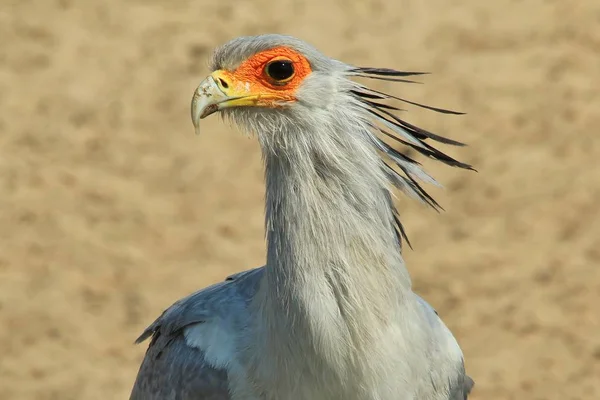 Secretarisvogel Afrikaanse Wilde Vogel Achtergrond Raptor Van Grijze Schoonheid — Stockfoto