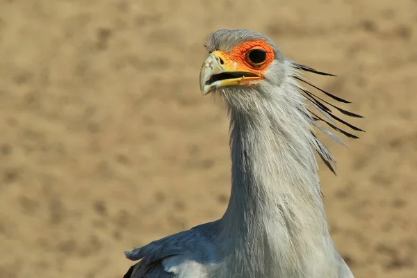Sekretarz Bird Afrykańskie Dzikie Ptak Tło Raptor Grey Piękno — Zdjęcie stockowe