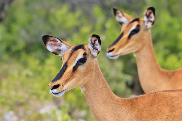 Impala Antilopa Africké Pozadí Divoké Přírody — Stock fotografie