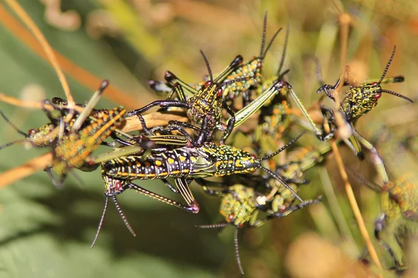 Grön Gräshoppa Afrikansk Insekt Ett Närbild Porträtt Lysande Blå Och — Stockfoto