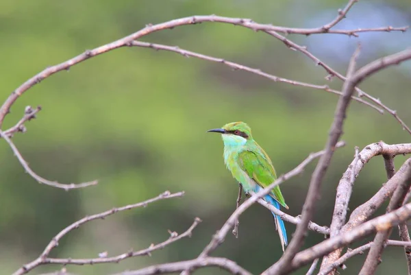 Green Bee-eater - African Wild Bird