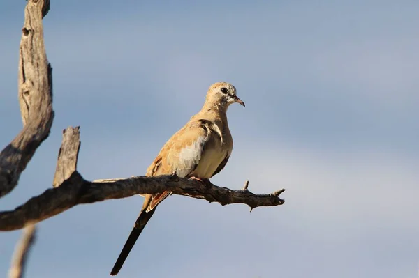 Colomba Maculata Smeraldo Sfondo Uccelli Selvatici — Foto Stock