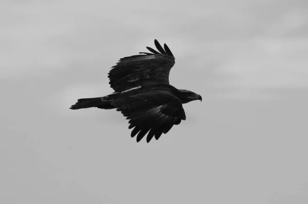 巴特勒鹰 来自非洲的野鸟 — 图库照片