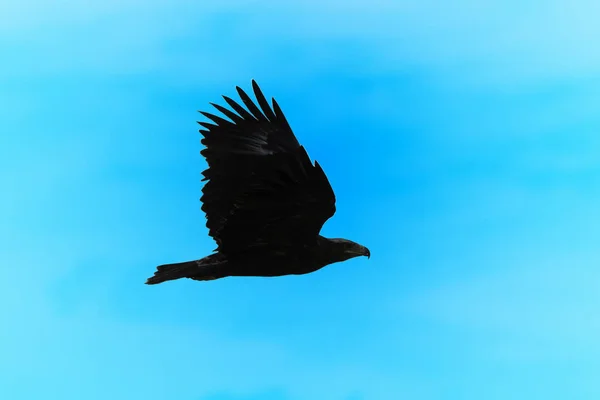 Bateleur Eagle Дика Птиця Африки — стокове фото
