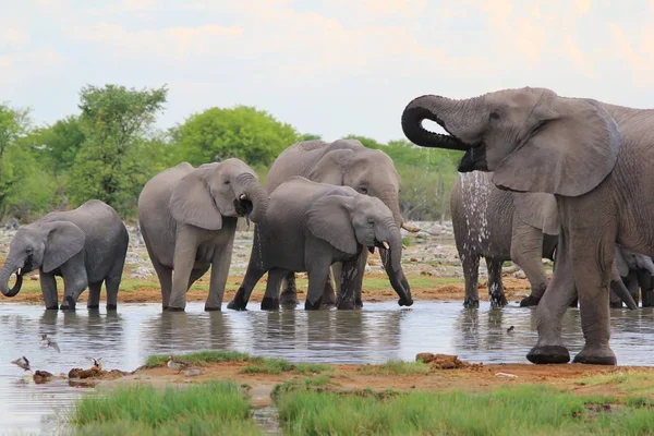 Африканські Слони Дикої Природи Фону Африки Сімейне Життя Стада — стокове фото