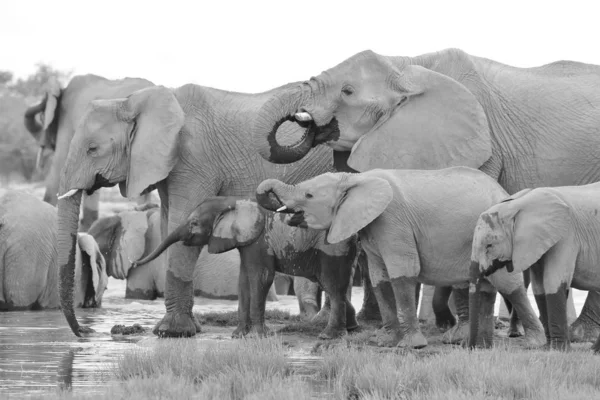 Afrika Filleri Afrika Dan Vahşi Yaşam Geçmişi Bir Sedc Aile — Stok fotoğraf