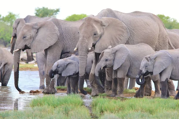 Elefantes Africanos Vida Silvestre Antecedentes África Vida Familiar Rebaño — Foto de Stock