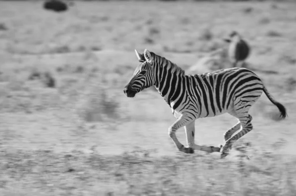 Burchells Zebra Pose Wildernis Van Namibië Zuidwestelijk Afrika Met Iconische — Stockfoto