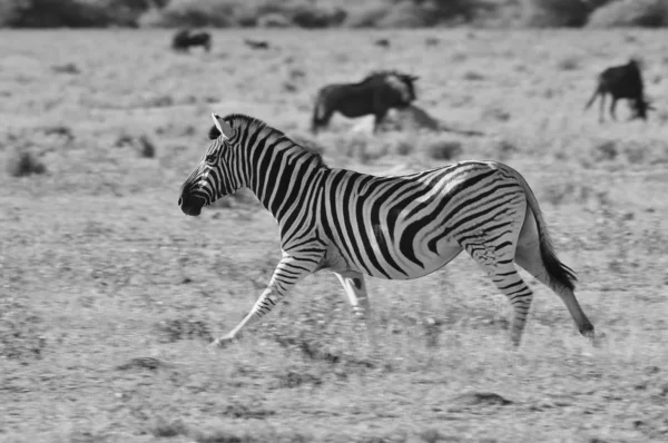 バーチェルのシマウマは アフリカ南西部のナミビアの荒野でポーズをとります 象徴的な黒と白のストライプで この動物は自然の芸術的な傑作です ユニークなパターンは 個人を区別します — ストック写真