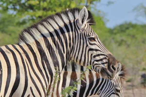 Zebrák Wilds Namíbia Délnyugat Afrikában Ikonikus Fekete Fehér Csíkos Állat — Stock Fotó