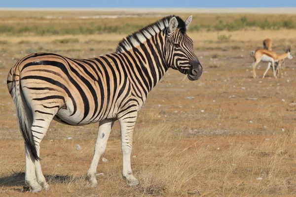伯切尔的斑马姿势在纳米比亚的荒野 非洲西南部 这种动物具有标志性的黑白条纹 是大自然的杰作 独特的模式区分个体 — 图库照片