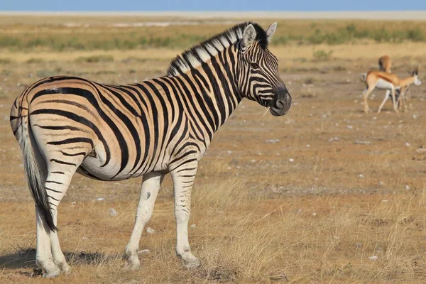 Burchell Zebra Posiert Der Wildnis Von Namibia Südwestafrika Mit Ikonischen — Stockfoto