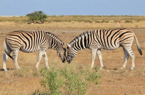 非洲西南部纳米比亚的荒野中的斑马 这种动物具有标志性的黑白条纹 是大自然的杰作 独特的模式区分个体 — 图库照片