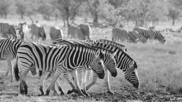 アフリカ南西部ナミビアの野生のシマウマ 象徴的な黒と白のストライプで この動物は自然の芸術的な傑作です ユニークなパターンは 個人を区別します — ストック写真