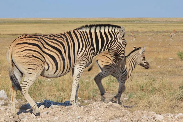 非洲西南部纳米比亚的荒野中的斑马 这种动物具有标志性的黑白条纹 是大自然的杰作 独特的模式区分个体 — 图库照片