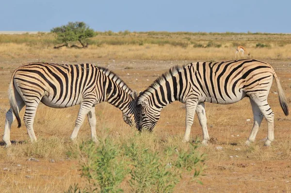 Zebre Nella Natura Selvaggia Della Namibia Africa Sud Occidentale Con — Foto Stock