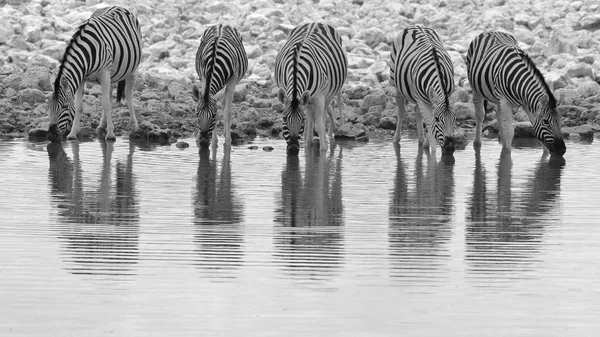Зебр Вілдс Намібії Південно Західна Африка Знакових Чорно Білих Смуг — стокове фото