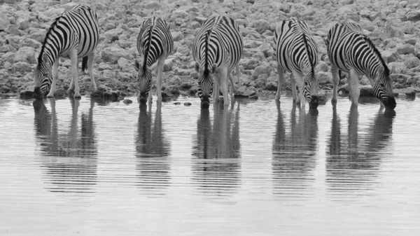 Zebrák Wilds Namíbia Délnyugat Afrikában Ikonikus Fekete Fehér Csíkos Állat — Stock Fotó