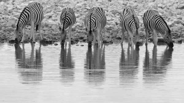 Zebrák Wilds Namíbia Délnyugat Afrikában Ikonikus Fekete Fehér Csíkos Állat — Stock Fotó